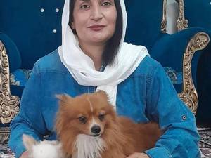 سگ کوچک و بامزه پامر 