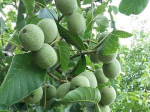 تولید گردو چندلر ترکیه 
