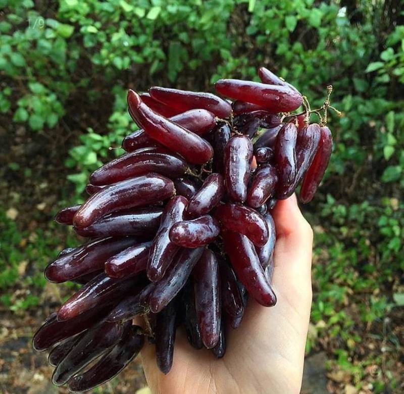 فروش نهال انگور وارداتی و اصلاح شده شمشیری در دورنگ قرمز و زرد