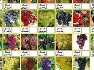 فروش نهال انواع ارقام نهال انگور وارداتی 
