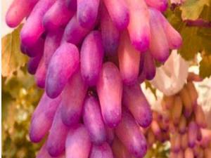 پرورش و فروش نهال انگور مکیاج ژاپنی وارداتی