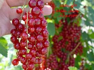 فروش انواع نهال انگور ردکارنت