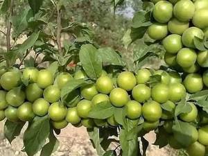 فروش نهال پربار گوجه سبز 