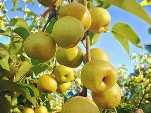 فروش ویژه نهال گلابی پرتقالی