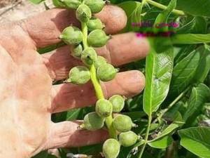 فروش نهال گردو اسرائیلی خوشه ای ارقام پوست کاغذی