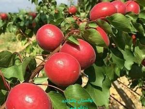 خرید و قیمت نهال زرد آلو قرمز