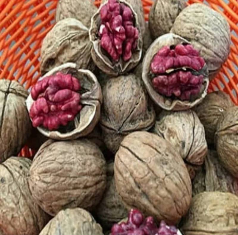فروش نهال گردو تو سرخ با ضمانت کیفیت و طعم عالی