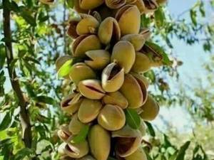 تولید و پرورش بادام فرانیس