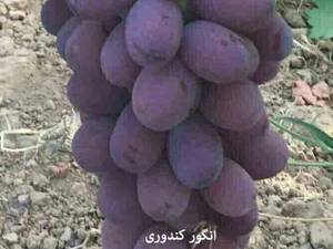 قیمت نهال انگور کندری در کردستان