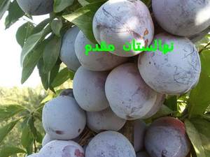 آلو شابلون کالیفرنیا