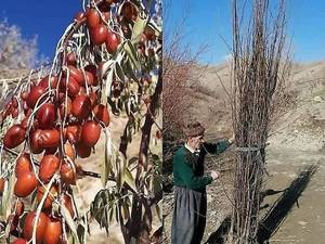 پرورش نهال سنجد 