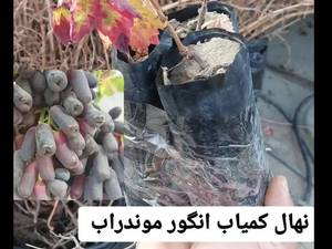 قیمت و خرید نهال انگور موندراب