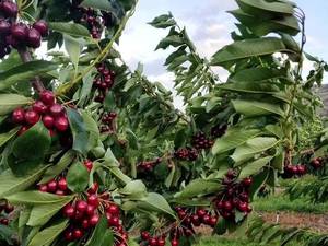 پرورش نهال گیلاس لاپینز 