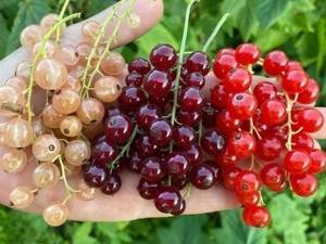 پرورش نهال انگور ردکارنت 