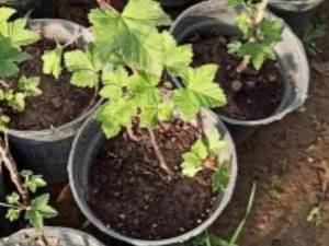خرید و قیمت نهال رزبری