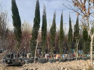 فروش نهال سرو شیراز