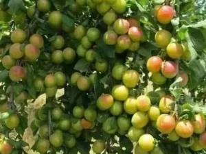 خرید بهترین نهال آلو بخارا