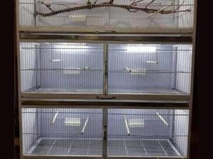 قیمت قفس پنج خان