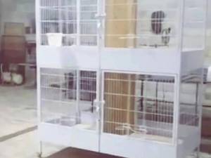 قفس مناسب خروس لاری