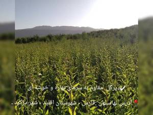 عرضه نهال پیوندی در دژکرد