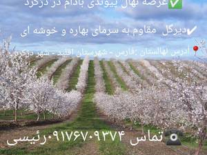 عرضه نهال پیوندی در دژکرد