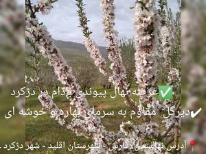 عرضه نهال پیوندی در دژکرد