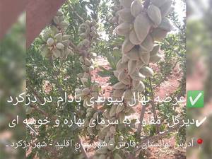 عرضه نهال پیوندی در دژکرد