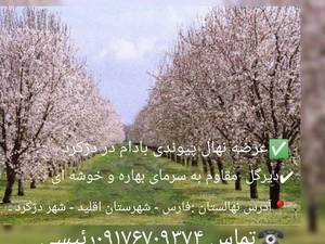 عرضه نهال پیوندی در دژکرد