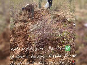 عرضه نهال پیوندی در دژکرد