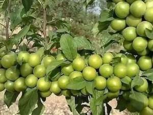 پرورش نهال گوجه سبز 