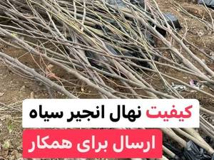 کاشت درخت انجیر در حیاط