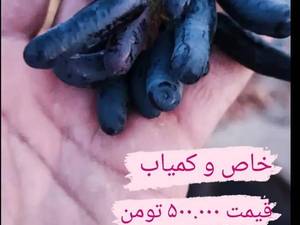 پرورش و قیمت نهال انگور بلک ویلیام