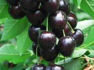 فروش  نهال گیلاس مقاوم به سرما درکرمان