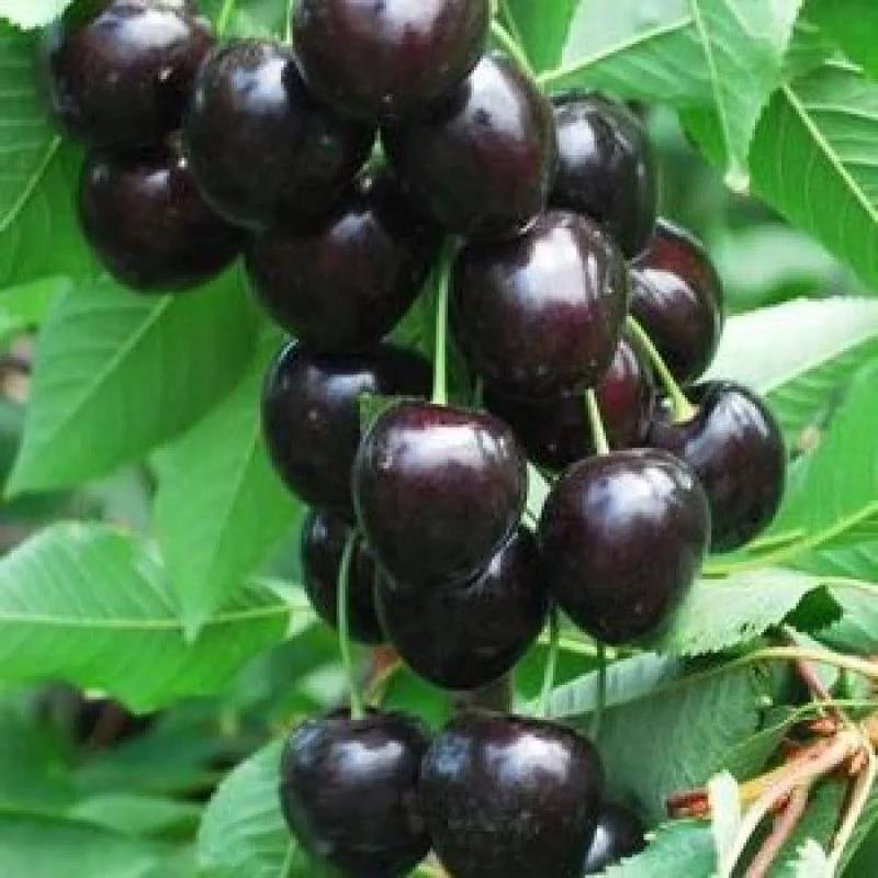فروش نهال گیلاس مقاوم به سرما درکرمان