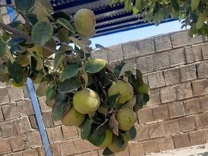 خرید و قیمت نهال به زرد در شیراز