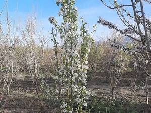 فروش نهال گلابی مشو
