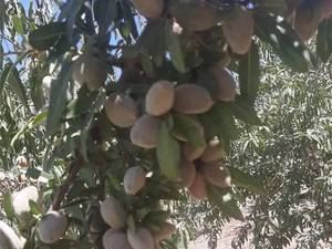 مشخصات و قیمت نهال بادام آذر