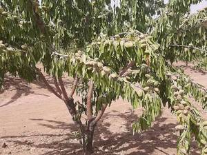 فروش نهال بادام ربیع