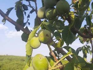 قیمت و خرید نهال گردو فرنور