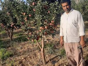 خرید و قیمت نهال سیب پاکوتاه اصفهان