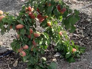 فروش بهترین نهال زردالو برای مناطق سردسیر