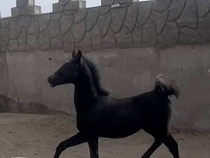 تولید اسب اصیل 