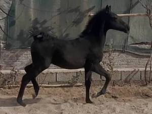 تولید اسب اصیل 