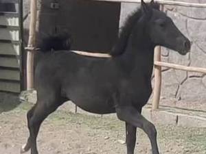 تولید اسب اصیل 