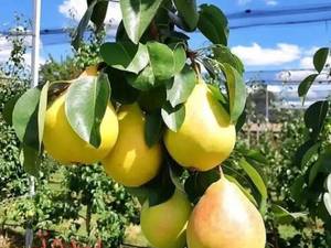 خرید و قیمت گلابی بیروتی درتبریز 