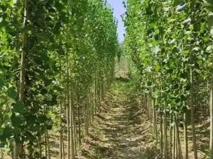 فروش و قیمت نهال صنوبر ترکیه در اصفهان