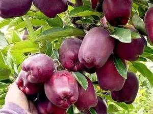 نهال سیب گلدن دلشیز لبنان درتبریز