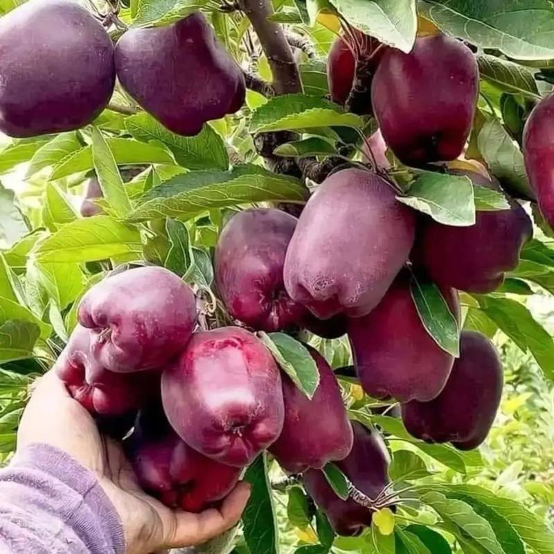 نهال سیب گلدن دلشیز لبنان درتبریز
