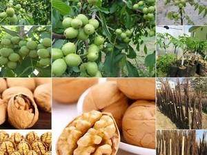 فروش نهال گردو چندلر پیوندی در تبریز