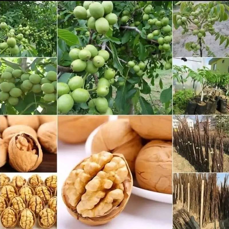 فروش نهال گردو چندلر پیوندی در تبریز